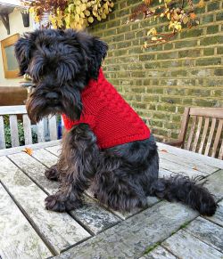 Dog Jumper