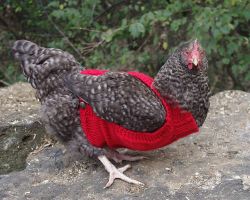 Cabled Chicken Sweater