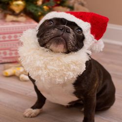 Santa Doggie Hat