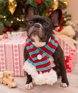 Stylish Pet Scarf