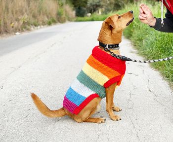 Rainbow Dog Jumper