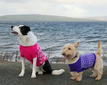 Rousay Dog Sweater