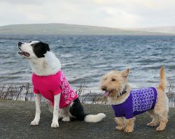 Fetch Dog Sweater *Free Pattern by Berroco*