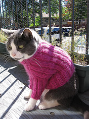 Cats Love Sweaters