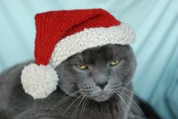 International Cat Hat: North Pole